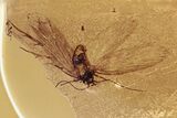Detailed Fossil Moth (Lepidoptera) w/ Spread Wings in Baltic Amber #315503-1